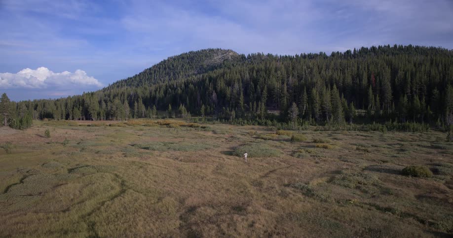 Wide aerial shot of a man walking alone through a vast, natural meadow surrounded by a pine forest and mountains