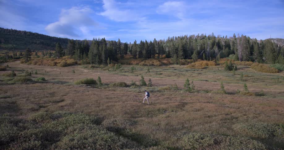 A slow-motion aerial view shows a lone hiker with a backpack walking across a vast mountain meadow surrounded by a pine forest