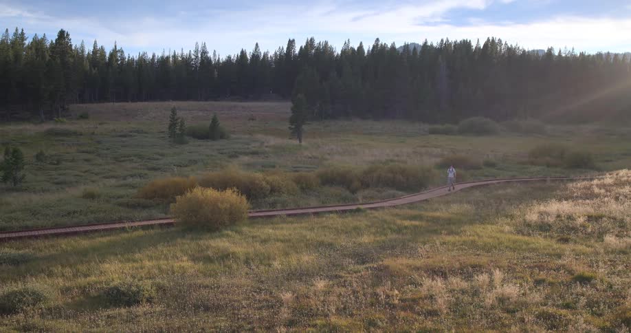 Lone hiker walks along a boardwalk trail through a golden meadow towards a pine forest at sunrise