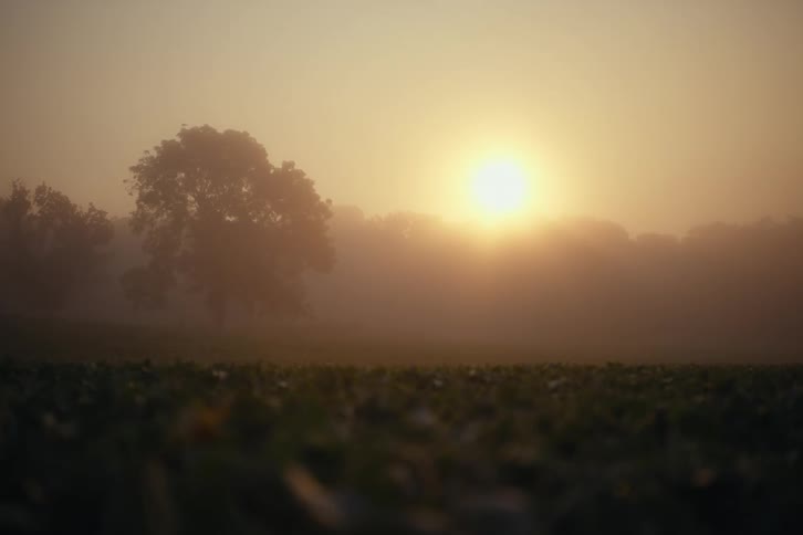 A serene sunrise casts a warm golden glow over a foggy field with a silhouetted tree in the distance