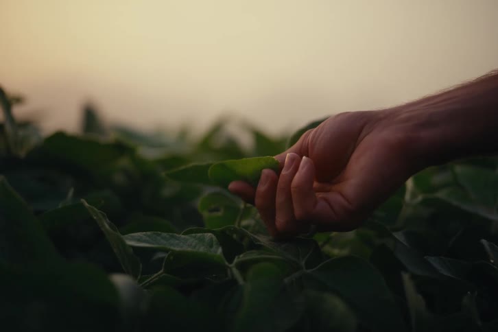 A farmer's hand gently touches a leaf on a crop in a field at sunset