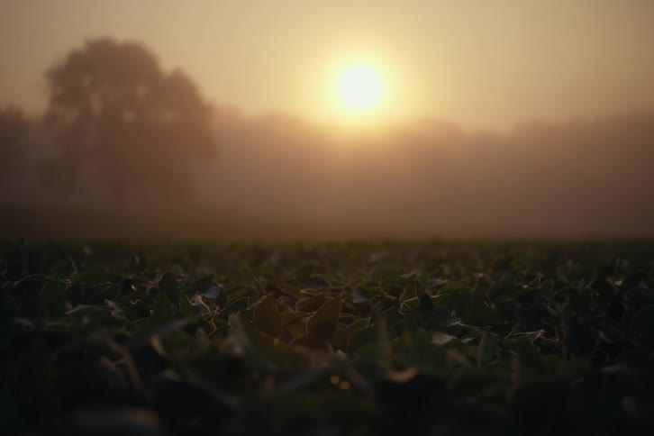Golden sunrise light shines through the morning fog over a lush crop field