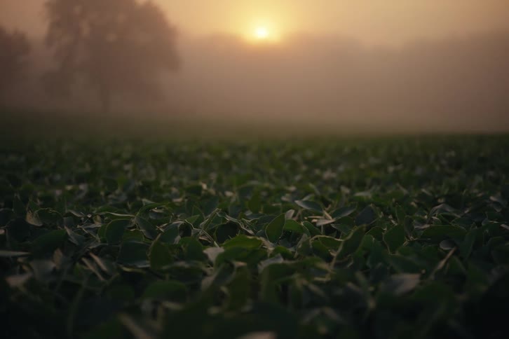 A low-angle, static shot shows a vast crop field covered in a thick morning fog as the golden sun rises in the background