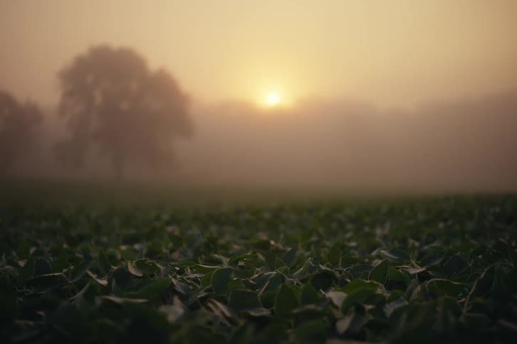 Green crops in a field are covered in dew on a foggy morning as the sun rises in the distance