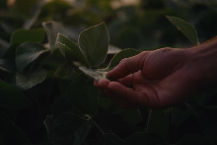 A farmer's hand gently touches a vibrant green leaf in a lush soybean field at dusk