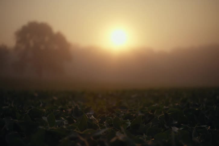 A low-angle shot of a field of crops with the sun rising in the background through a thick layer of fog
