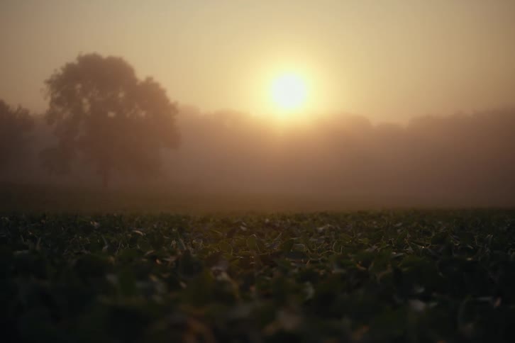 A tranquil rack focus shot captures the golden sun rising through thick fog over a lush green field
