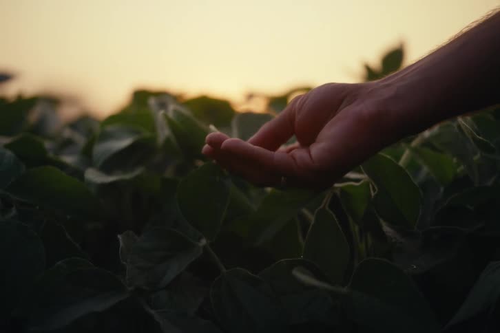 A farmer's hand gently inspects a soybean pod in a lush field as the golden sun sets on the horizon