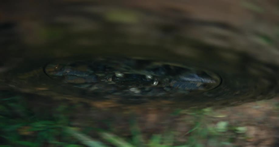 A mesmerizing close-up of a swirling vortex forming in a body of water, reflecting the natural surroundings