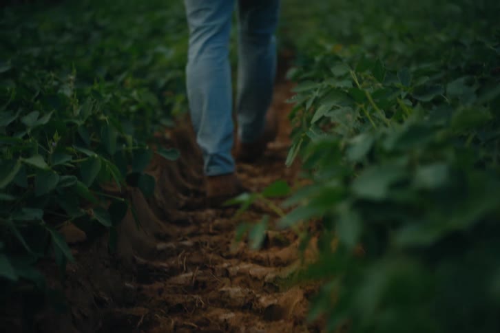 A farmer in boots walks away from the camera down a dirt path between rows of green crops at dusk
