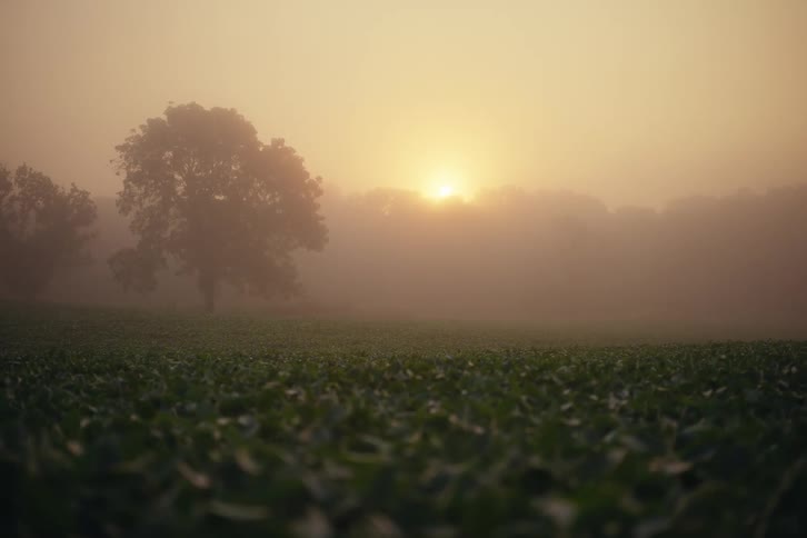 A serene sunrise casts a warm golden glow over a foggy field with a single silhouetted tree