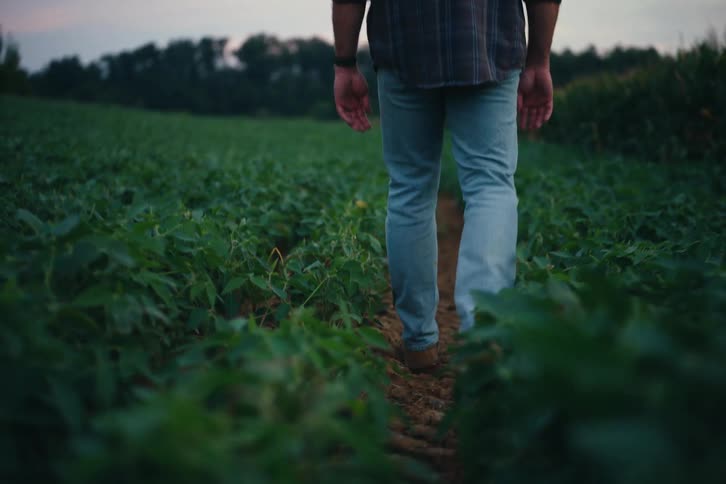 A farmer in a plaid shirt and boots walks through a lush green crop field during a peaceful twilight