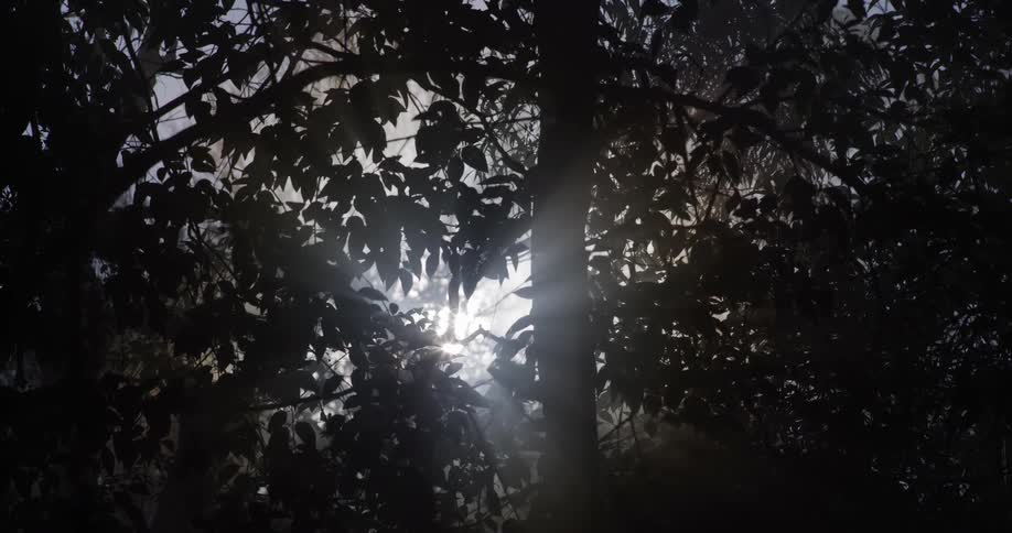 Bright sun rays stream through the silhouetted leaves and branches of trees in a dark forest