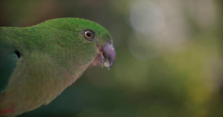 A very close, slow-motion shot of a green female Australian King Parrot eating food, with crumbs falling from its beak