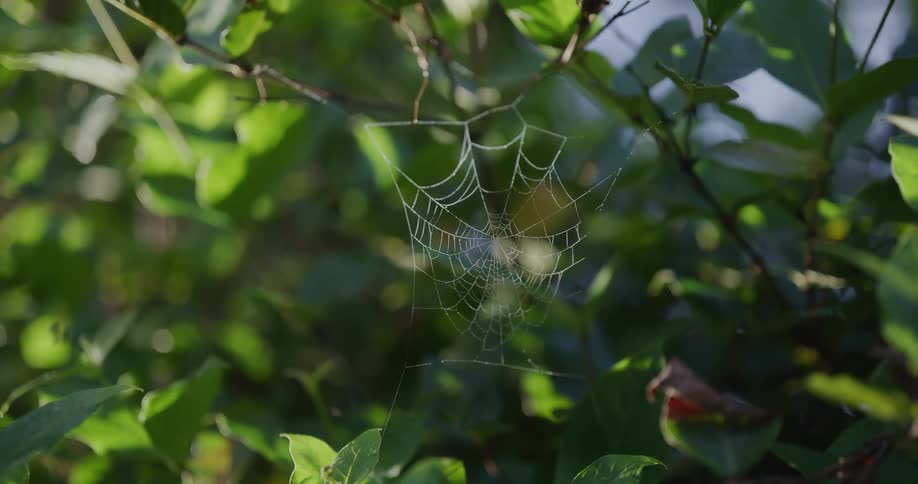 A delicate spiderweb covered in morning dew glistens in the sunlight amidst lush green foliage