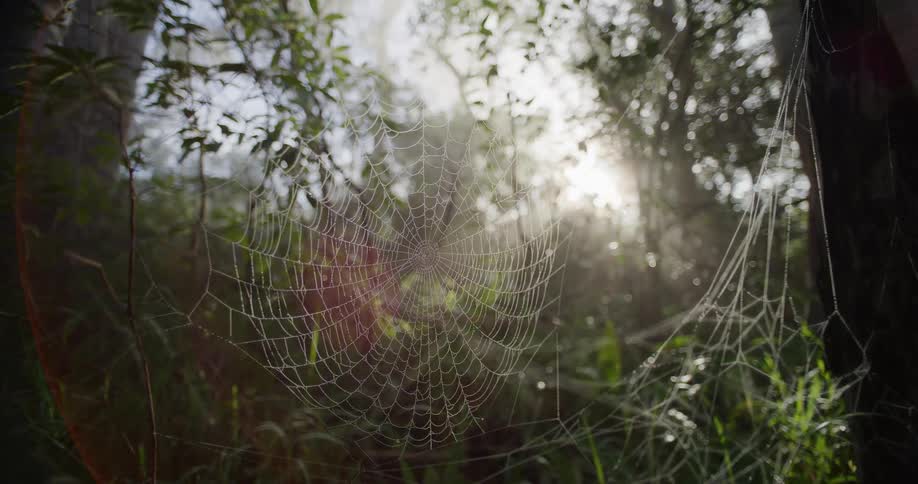 Sunlight streams through a tranquil forest, illuminating a delicate spiderweb covered in sparkling morning dew