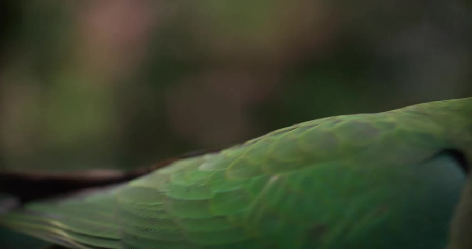 An extreme close-up shot of a female Australian King Parrot, with a slow pan revealing the fine details of its face and vibrant green feathers