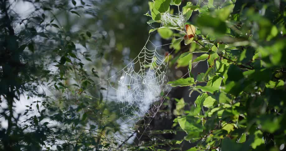 A delicate spiderweb covered in morning dew glistens in the sunlight between leafy green tree branches