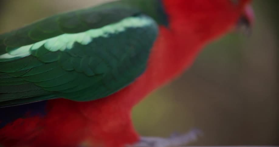 An extreme close-up, slow-motion shot of a male Australian King Parrot, with the focus pulling to reveal its vibrant red and green feathers