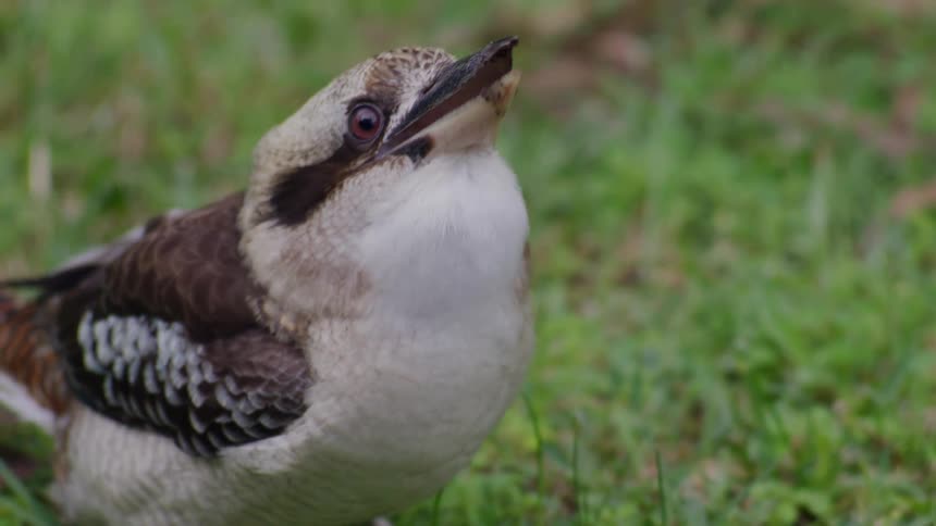 An extreme close-up of a kookaburra standing in the grass and calling out with food in its beak
