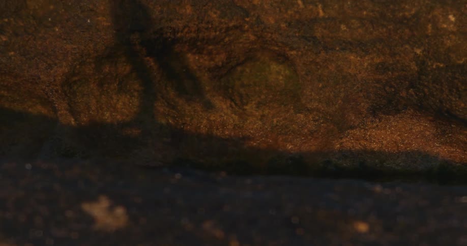A close-up shot of a bird's walking shadow cast upon a sunlit rock, with its leg and foot eventually entering the frame