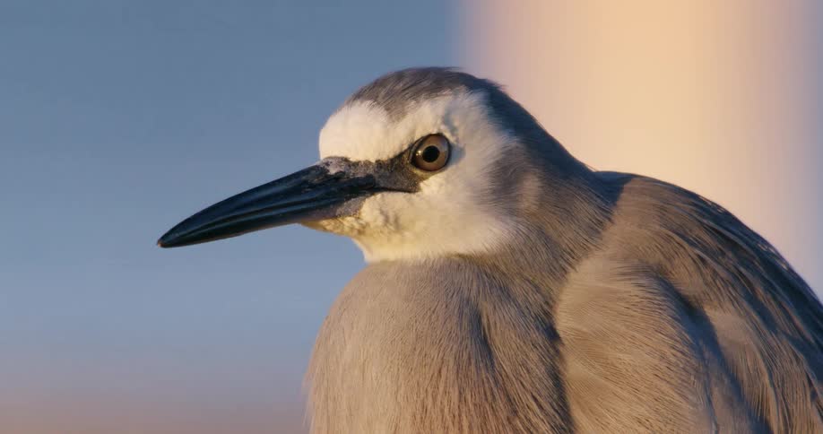 A stunning extreme close-up of a white-faced heron looking around in the warm light of sunrise