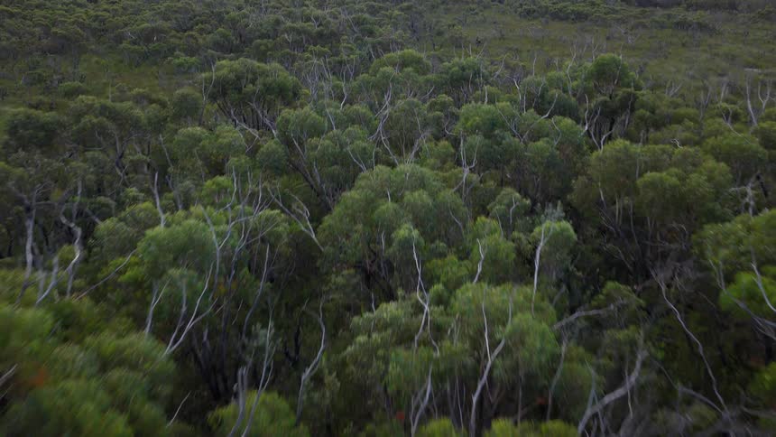 A slow aerial pullback and tilt-up reveals a vast expanse of lush green Australian bushland extending to the horizon