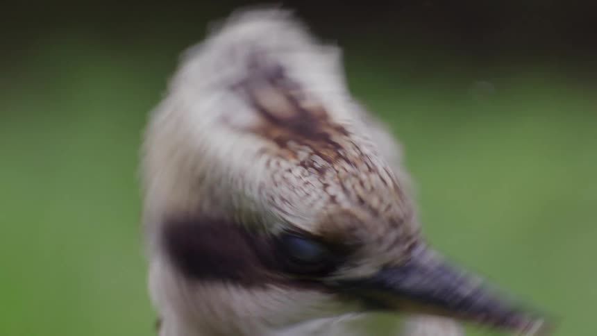 A laughing Kookaburra shakes its head with its third eyelid closed before opening its beak in an extreme close-up