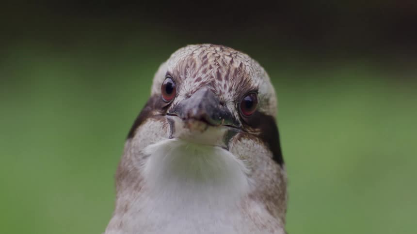 A beautiful kookaburra stares directly at the camera in this extreme close-up shot