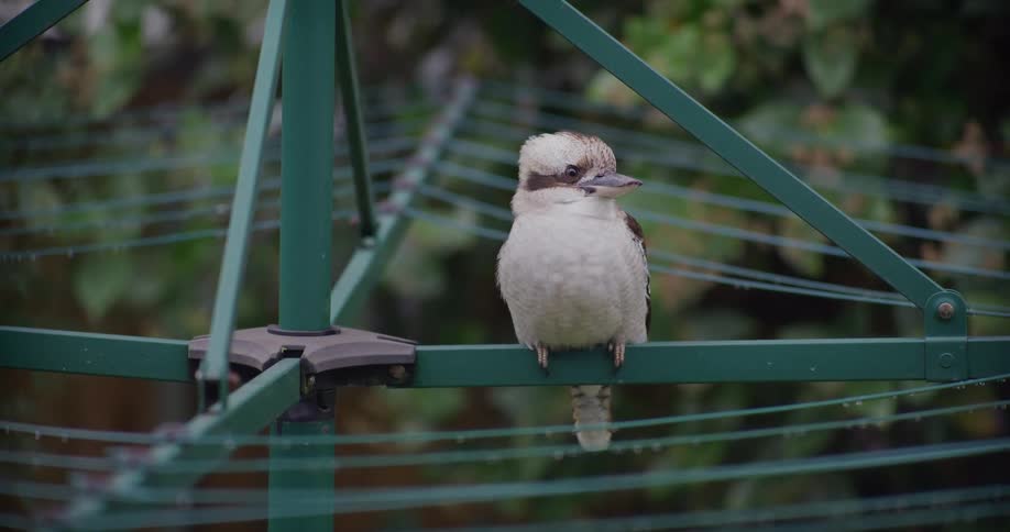 A wild Australian Kookaburra perches curiously on a green rotary clothesline in a suburban backyard