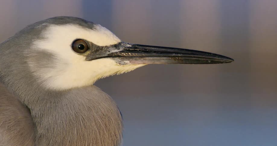 An extreme close-up profile view of a still White-faced Heron reveals the intricate details of its sharp beak and focused eye