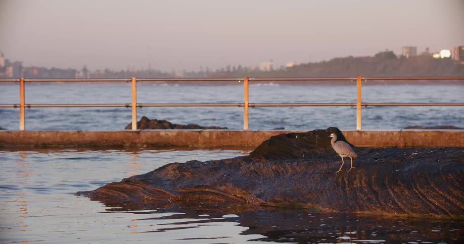 A tranquil slow motion shot of a white-faced heron walking on a rock in a seaside pool at sunrise