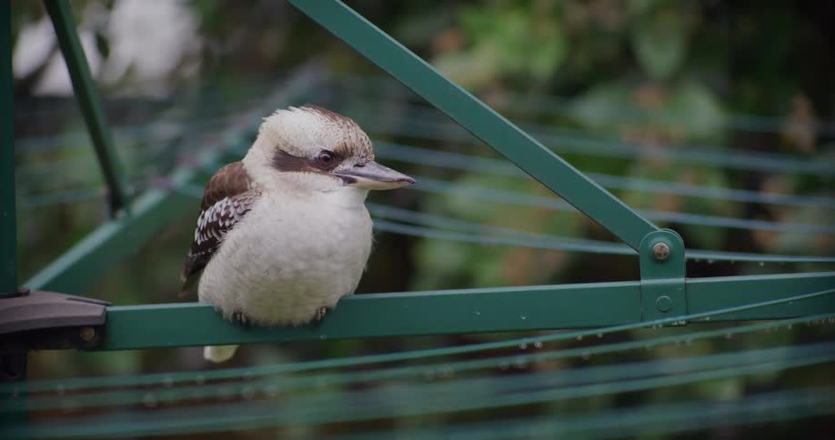 A fluffy Australian Kookaburra sits perched on a green rotary clothesline in a backyard on a damp day