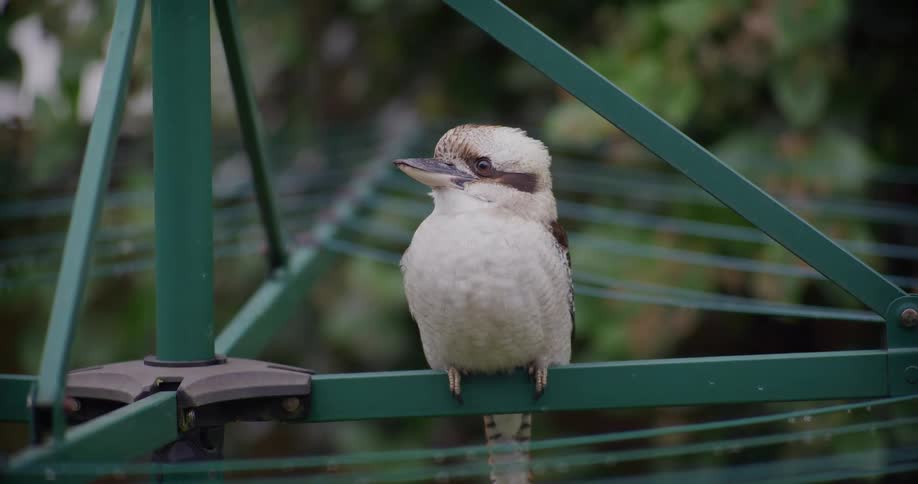 A close-up of a native Australian kookaburra perched on a green backyard clothesline