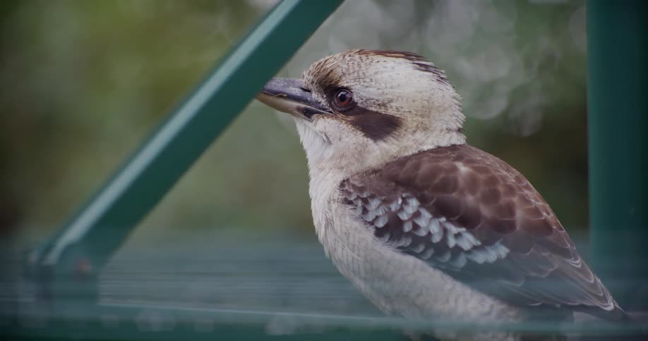 A beautiful Australian Kookaburra bird sits perched on a green rail, looking intently off-camera with a soft-focus natural background