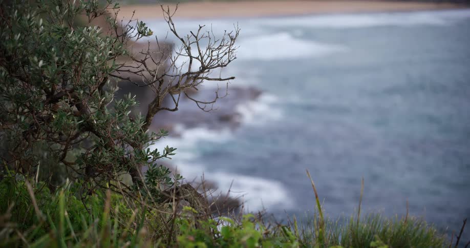 A close-up of a coastal shrub on a clifftop with a soft-focus background of the rolling ocean waves