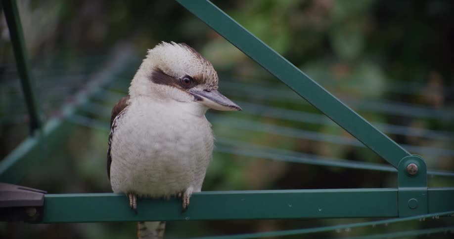 An Australian Kookaburra bird sits patiently on a green metal clothesline in a garden