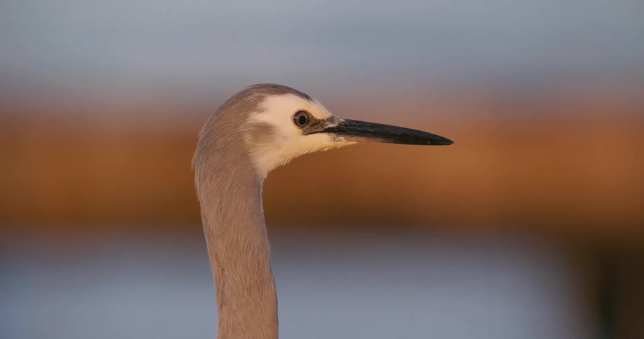 A serene close-up of a white-faced heron's head turning slowly against a soft-focus sunset background before it walks away