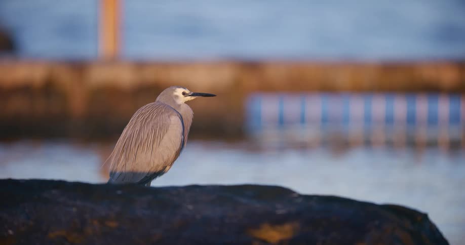 A White-faced Heron stands peacefully on a rock by the water's edge during a beautiful sunset