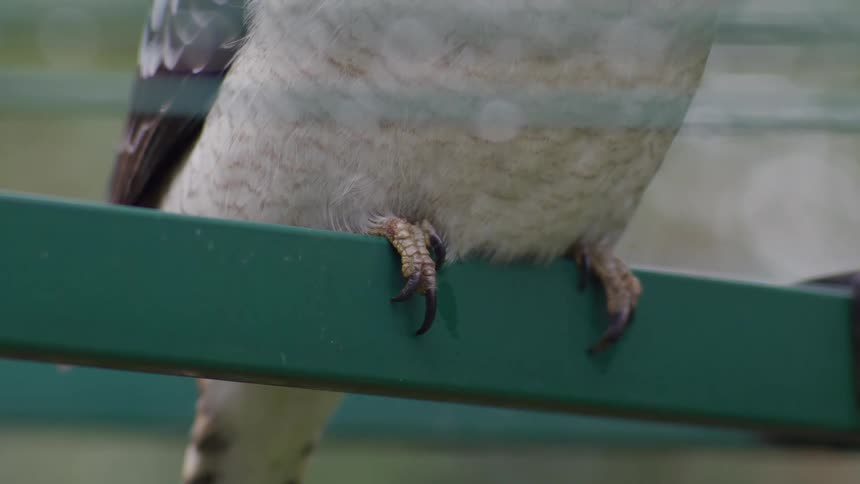 An extreme close-up of a kookaburra's sharp talons gripping firmly onto a green perch