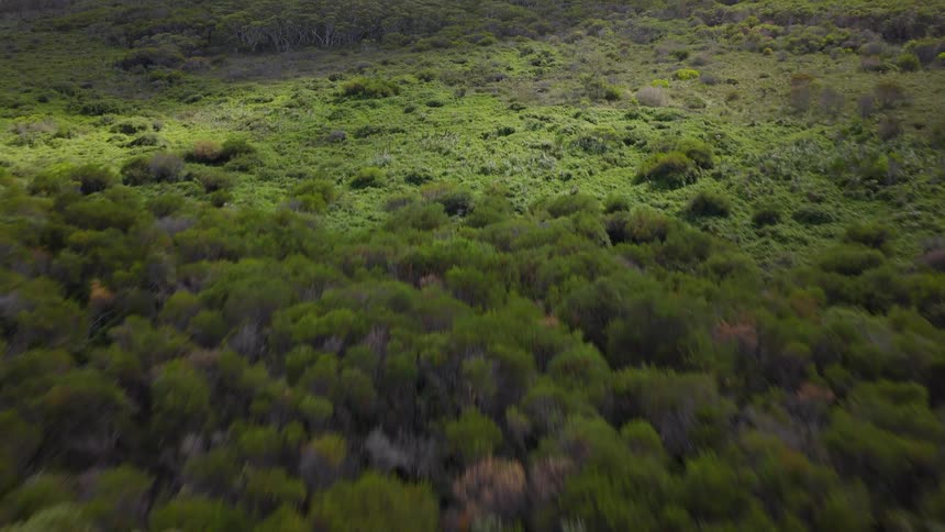 A smooth aerial shot glides over the lush green treetops of a sprawling, dense forest