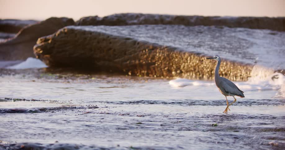A White-faced Heron gracefully wades through the foamy ocean tide along a rocky coastline during a golden sunrise in slow motion