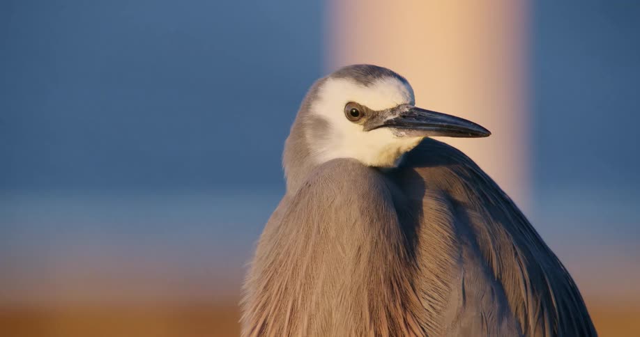 A majestic White-faced Heron is captured in a stunning close-up as it sits calmly during a golden sunset