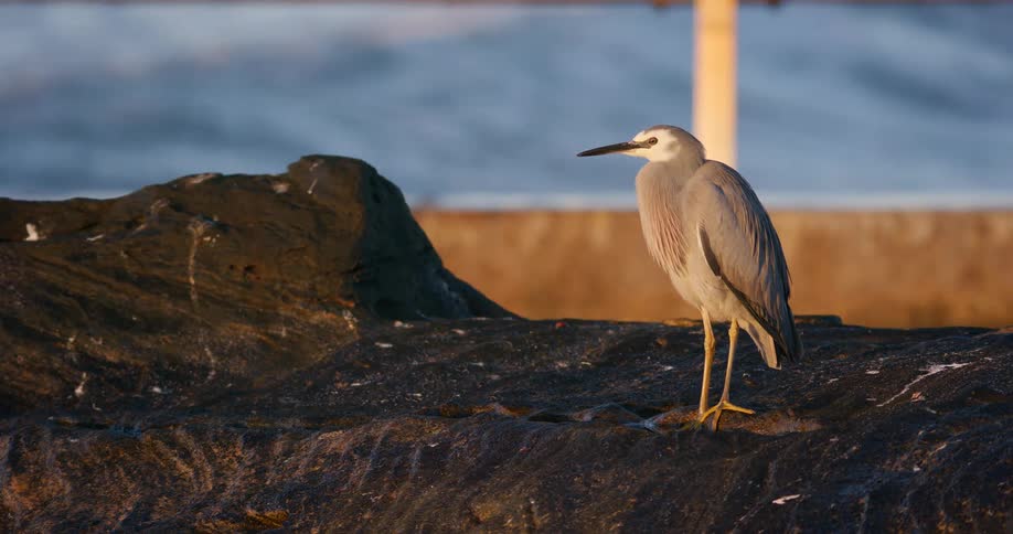 A white-faced heron stands still on a dark, rocky shore with the ocean gently rolling in the background during sunrise