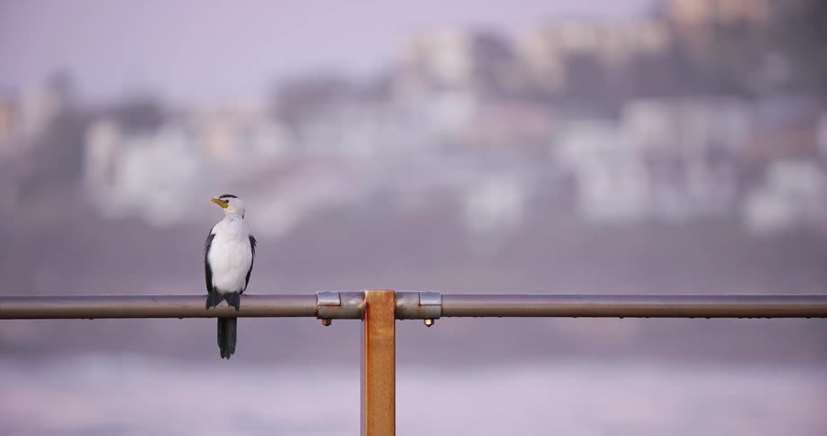 A solitary Little Pied Cormorant perches on a metal railing, looking around with a soft, hazy cityscape in the background