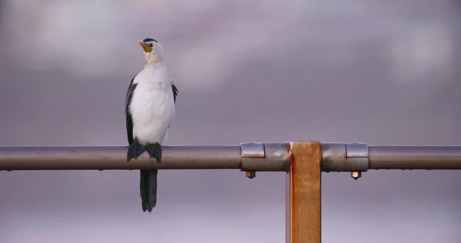 A single Little Pied Cormorant perches peacefully on a metal railing against a softly blurred background at dusk