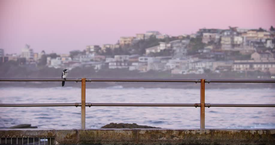 A lone seabird perches on a metal railing overlooking the ocean and a coastal town during a tranquil pink sunrise