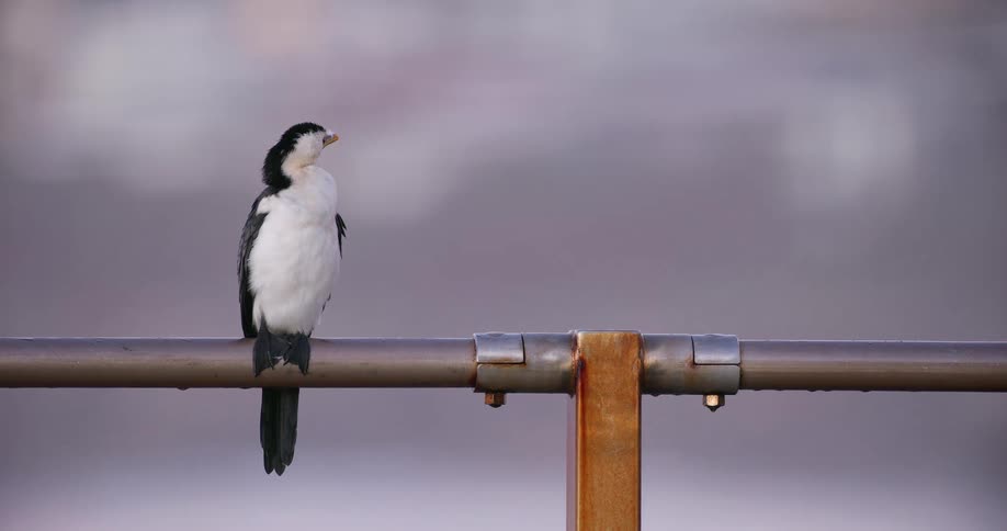 Close-up of a Little Pied Cormorant with black and white plumage perched on a metal railing, yawning with a soft, out-of-focus background