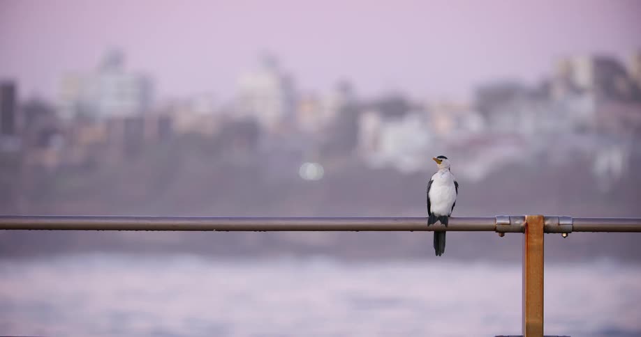 A solitary Little Pied Cormorant perches on a metal rail by the water at sunrise with a hazy city in the background