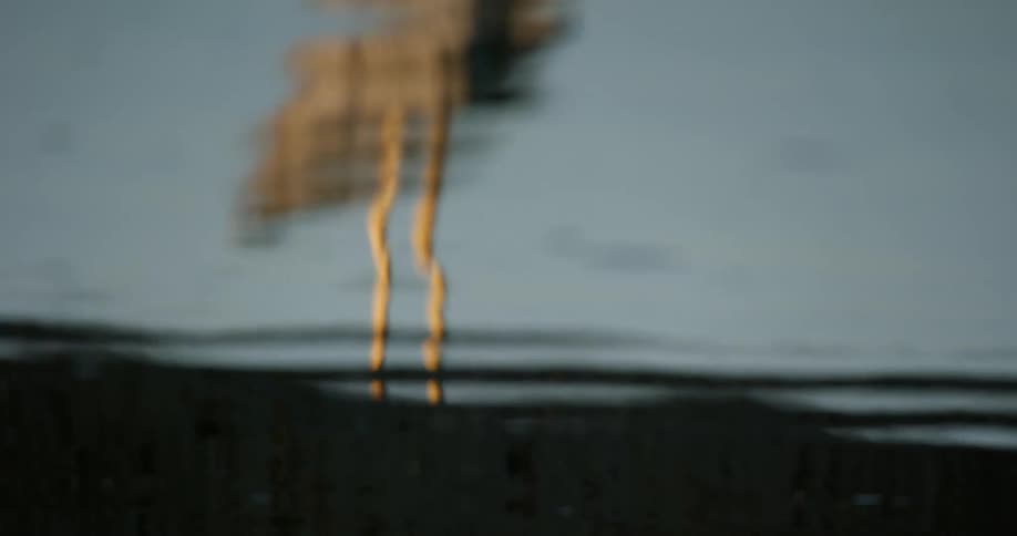 An artistic, out-of-focus shot shows the reflection of a wading bird standing in calm, rippling water at sunrise